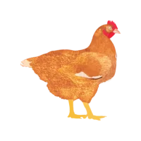 My Poultry Manager - Farm app